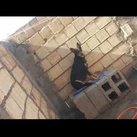 ژرمن|سگ|دزفول, |دیوار