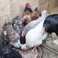 تخم نطفه دار