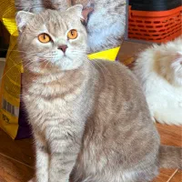 اسکاتیش|گربه|رشت, منظریه|دیوار