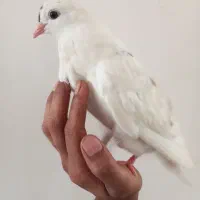 کفتر دستی|پرنده|اردکان, |دیوار