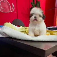 شیتزو وایت فیس|سگ|تهران, ولنجک|دیوار