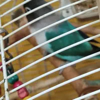 طوطی برزیلی آواز خوان