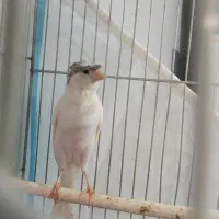 فروش قناری نر و ماده