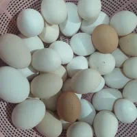 تخم مرغ محلی