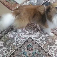 سگم نژادش اشپیتزهست