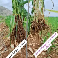 بذرمال|گل و گیاه طبیعی|بیجار, |دیوار