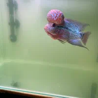 فلاور هورن|ماهی|تهران, بلوار کشاورز|دیوار