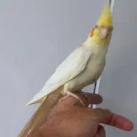 جوجه لوتینونره۳ماه نیم باهوش