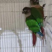 گرینچیک مولد