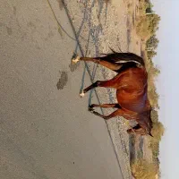 اسب مادیون بلند کورسی