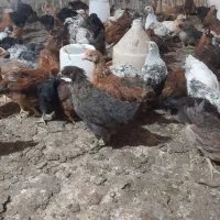 مرغ گلپایگان