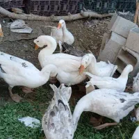 غاز|حیوانات مزرعه|نقده, |دیوار