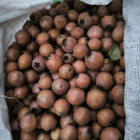 ازگیل (کنوس)|خوردنی و آشامیدنی|حویق, |دیوار