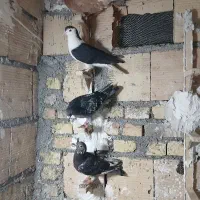 کفتر پرشی جونه