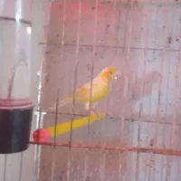 قناری|پرنده|شیروان (لرستان), |دیوار