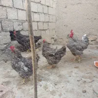 تخم نطفه دار آمروک برای فردا و پس فردا موجود داریم