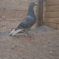 پلاکی|پرنده|بهبهان, |دیوار