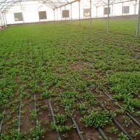 گلخانه هیدروپونیک فول امکانات در دشت|فروش دفتر صنعتی، کشاورزی، تجاری|نیشابور, فضل|دیوار