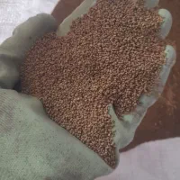بذر یونجه