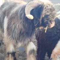 فروش بره قوچ|حیوانات مزرعه|فریدونشهر, |دیوار