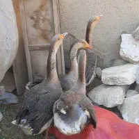 غاز|حیوانات مزرعه|کبودرآهنگ, |دیوار