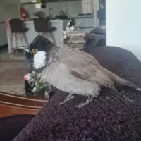 مژدگانی بلبل گمشده