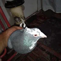 کبوتر پلنگ|پرنده|کرمان, |دیوار