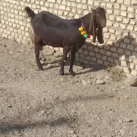 بز پاکستانی ،بره ماده چینی