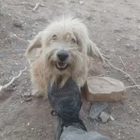 واگذاری سگ|سگ|بیرجند, |دیوار