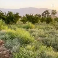 فروش-باغ-نیمرود