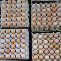 تخم مرغ محلی ارگانیک