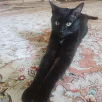 مژدگانی *گمشده گربه* سیاه سینه سفید کشیده لاغر|حیوانات|تبریز, |دیوار