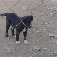 چندتا توله سگ قدریجونی سراب|سگ|فرمهین, |دیوار