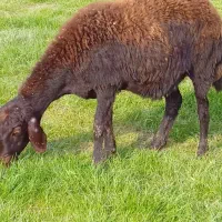 ۷ راس گوسفند شیشک و جوان آبستن