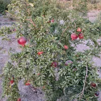 باغ انار|فروش زمین و ملک کلنگی|جعفرآباد, |دیوار