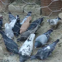 فروش یا معاوضه کبوتر با پرنده|پرنده|فیروزآباد (فارس), |دیوار