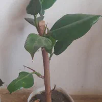 فروش گل فیکوس خانگی|گل و گیاه طبیعی|سنندج, |دیوار