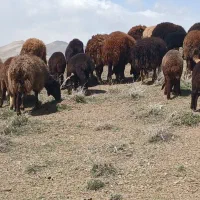 ۶ جفت شیشک با بره