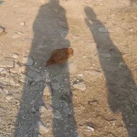 مرغ وخروس|حیوانات مزرعه|شاهین دژ, |دیوار