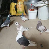 کبوتر|پرنده|پاکدشت, شهرک انقلاب|دیوار