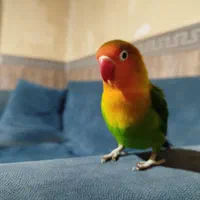 طوطی برزیلی رام و دستی|پرنده|قدس, شهرقدس|دیوار