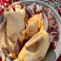 طیور محلی پاک شده