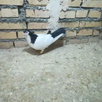 کفتر گرفتنی|پرنده|بجنورد, |دیوار