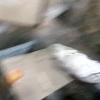 کبوتر  و ارک|پرنده|جوانرود, |دیوار