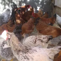 مرغ و خروس محلی