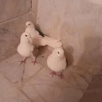 تک کت ودوکت