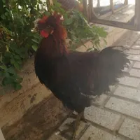 خروس