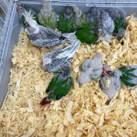 جوجه گرینچک و عروس هلندی