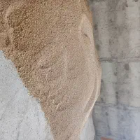 بذر گندم باسیلیو