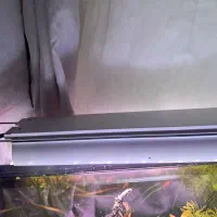 اکواریوم پلنت|ماهی|تهران, جوادیه تهرانپارس|دیوار